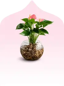Plants 