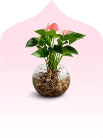 Plants 