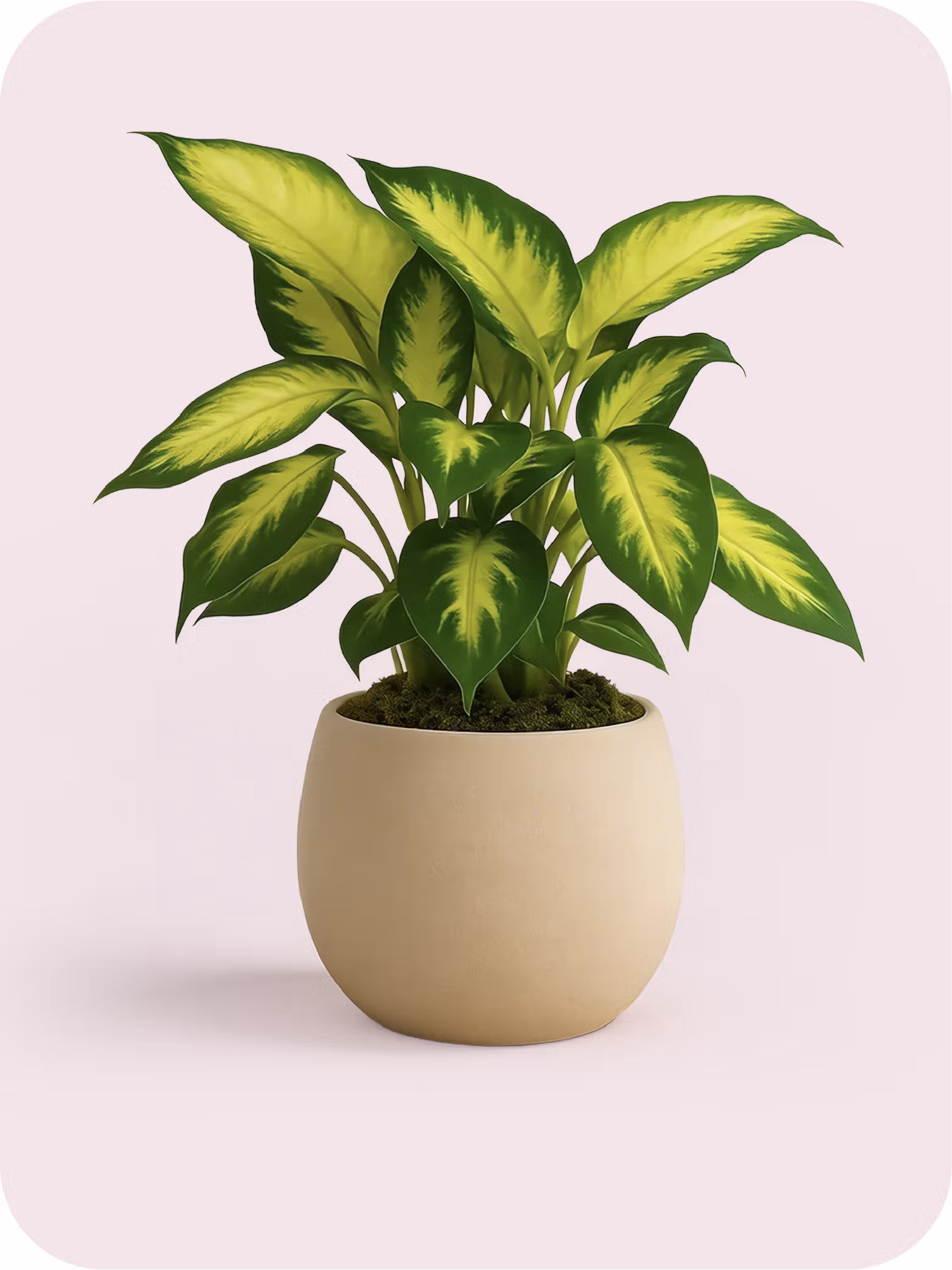 Plants