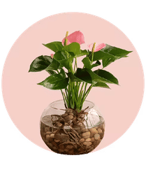 Plants 