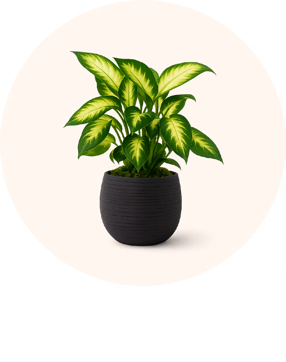 Plants