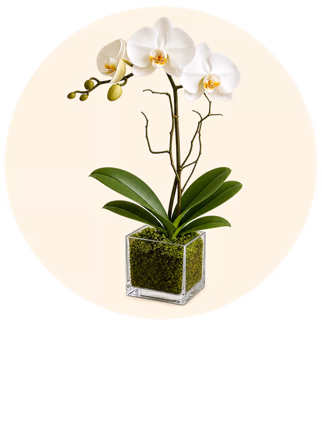 Plants