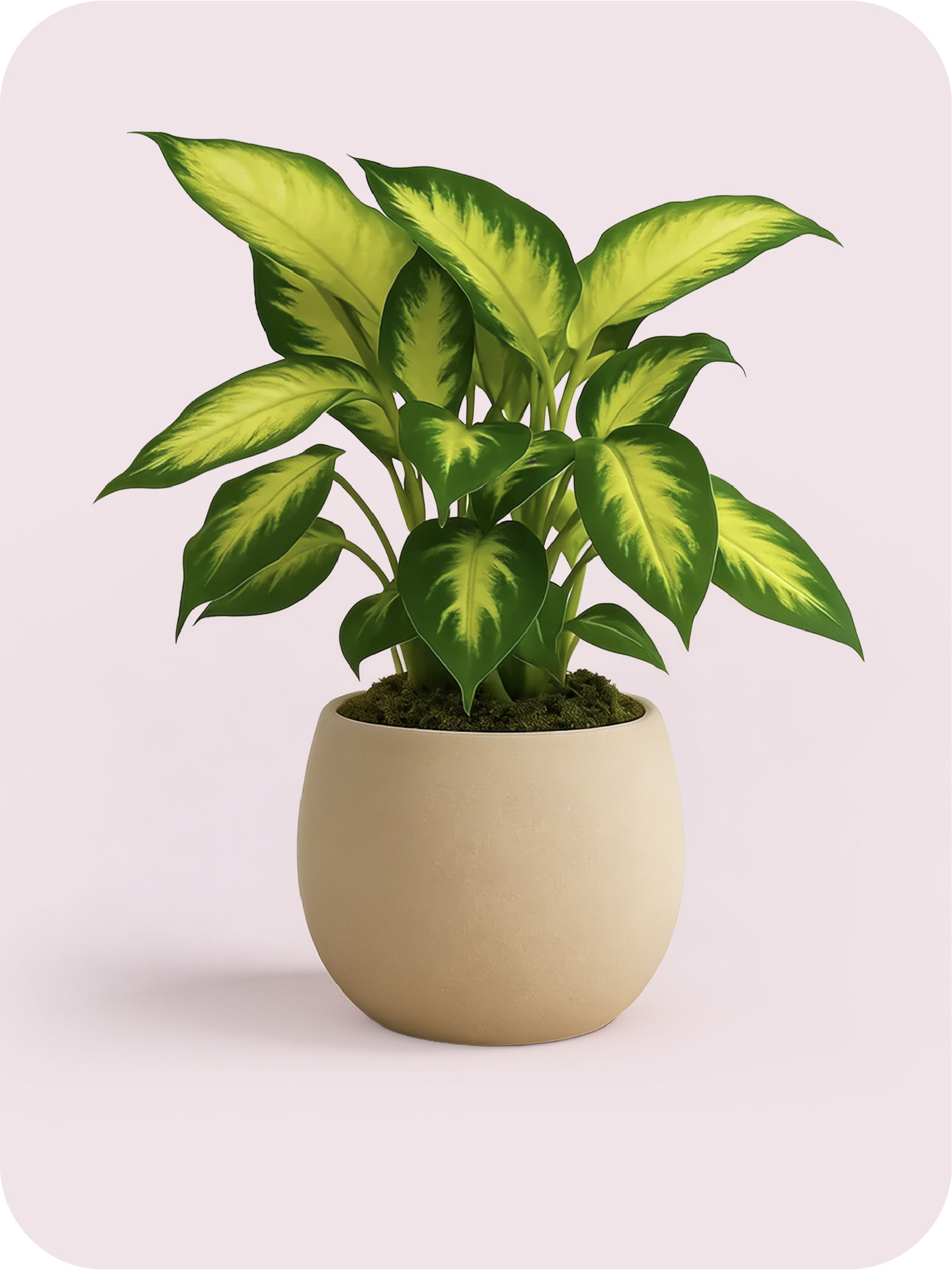 Plants