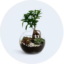 Plants