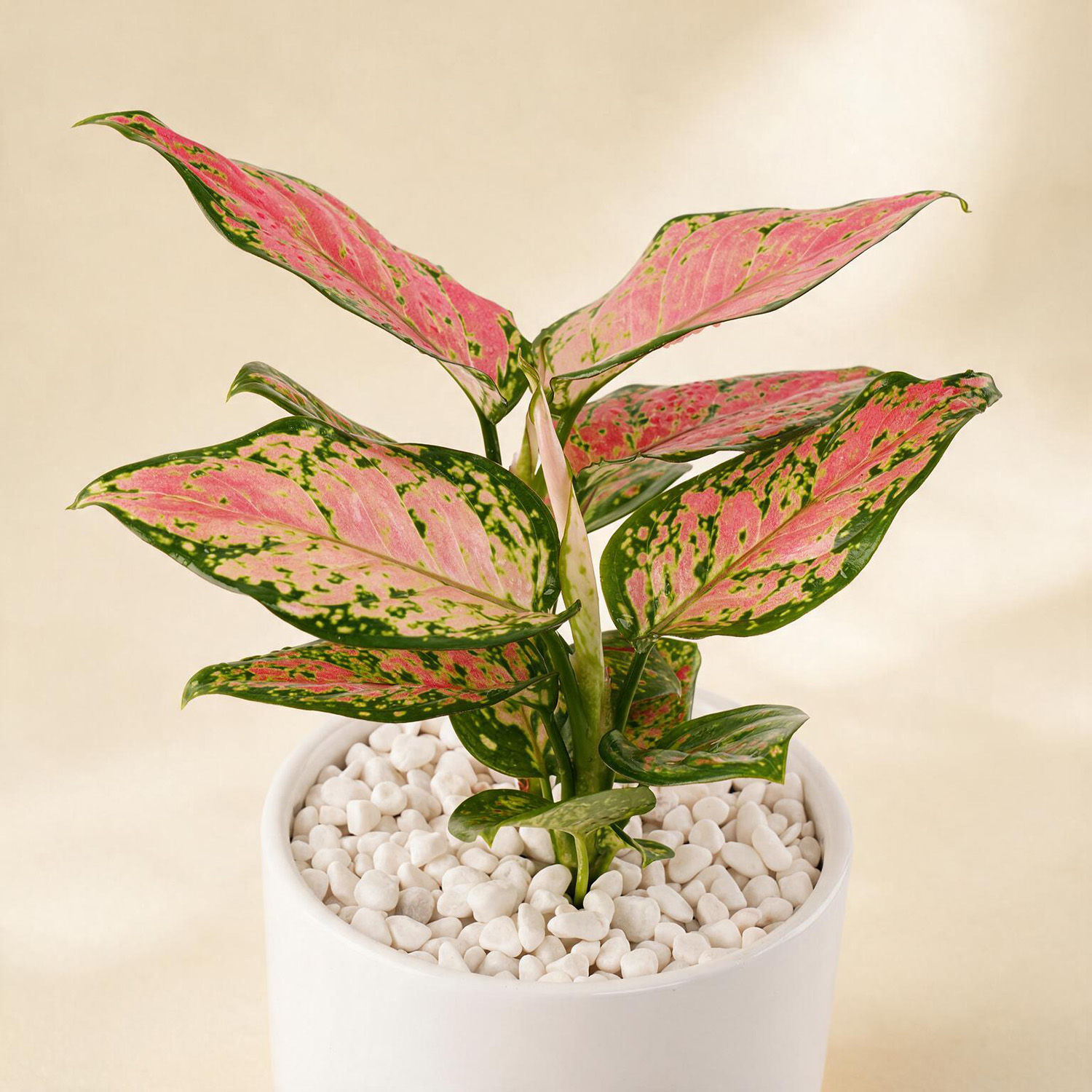 Red Aglaonema Vase with Mothers Day Chocolate Box