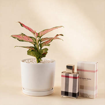 أصيص ألجومنيا مع عطر بربري لندن نسائي