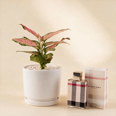 أصيص ألجومنيا مع عطر بربري لندن نسائي