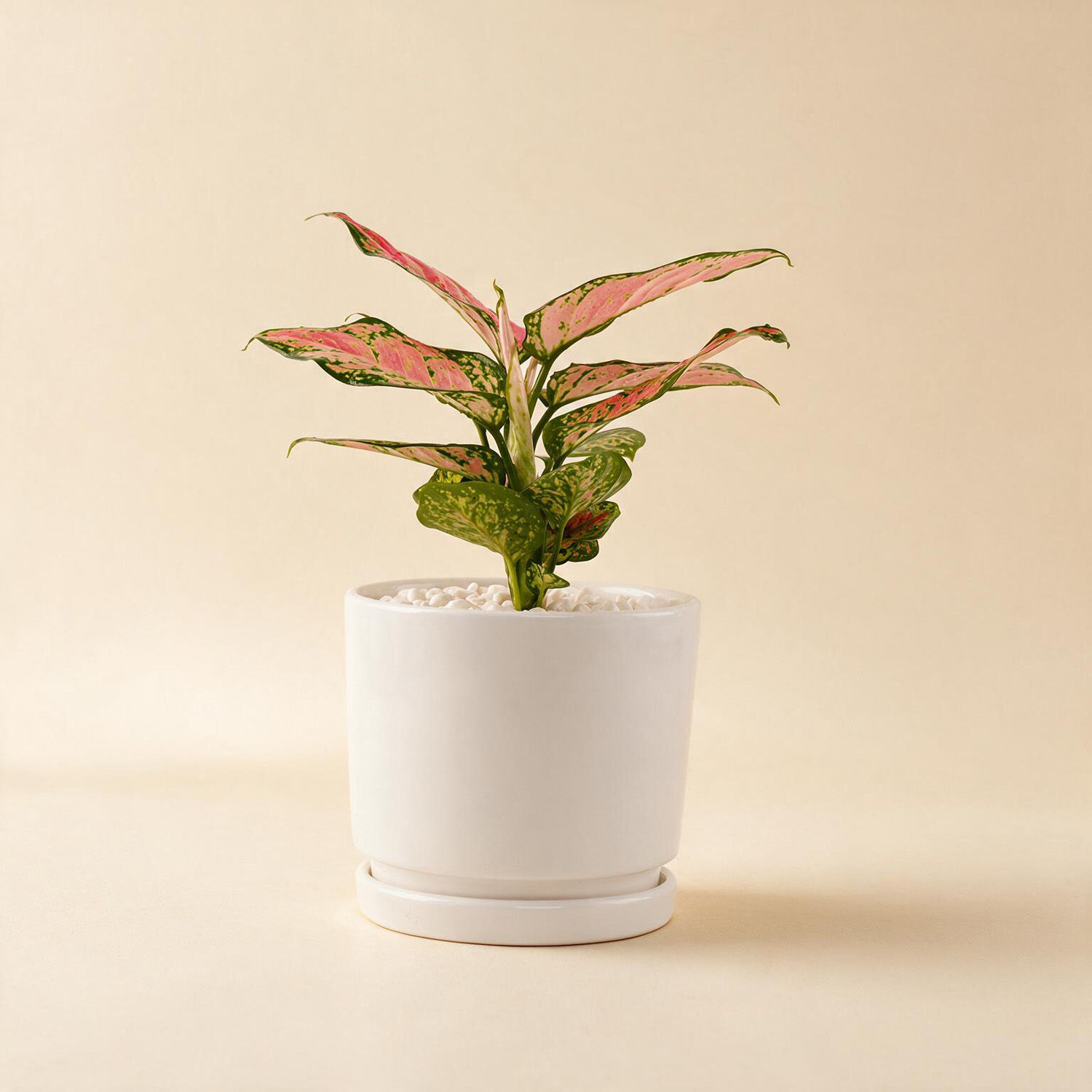 Red Aglaonema Vase with Mothers Day Chocolate Box