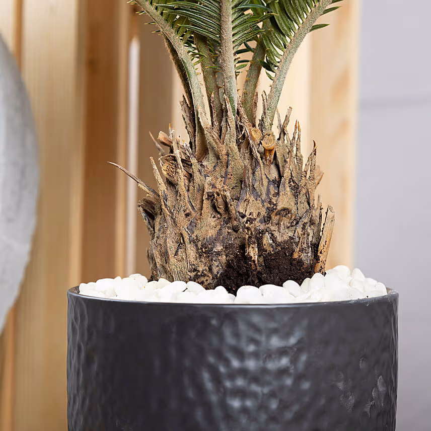 Sago Palm Plant