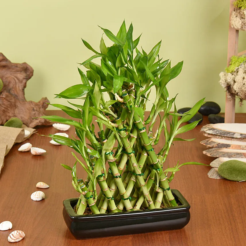 Triangle Lucky Bamboo