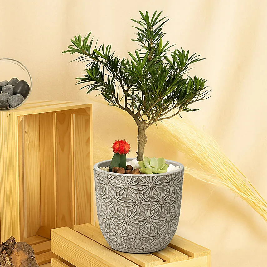 Buddhist Pine Plant Bonsai Garden