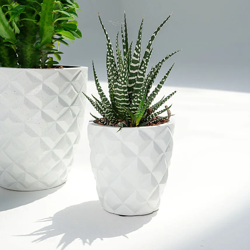 Euphorbia Trigona with Cactus and Haworthia