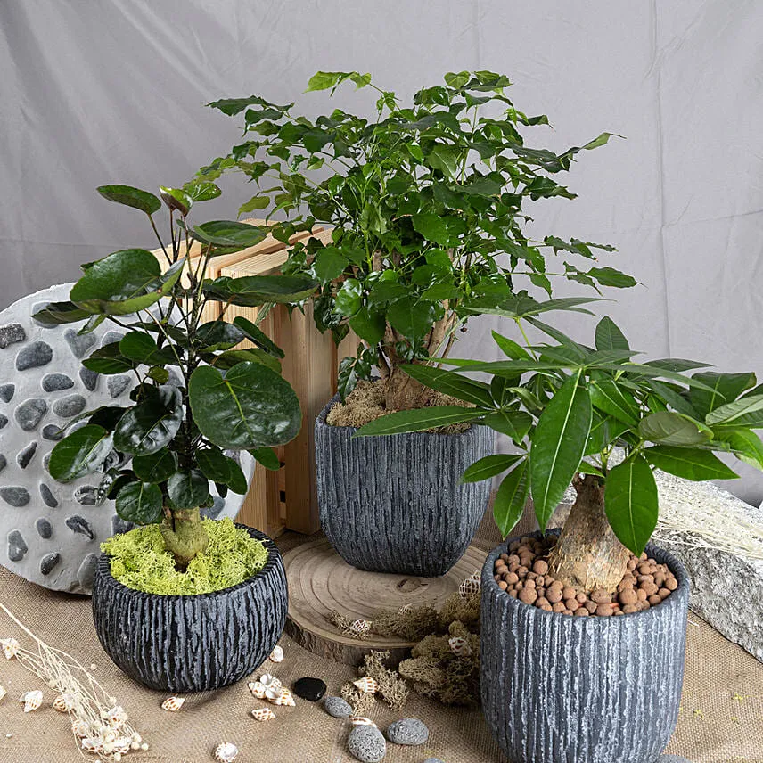 Set of 3 Attractive Bonsai Plants
