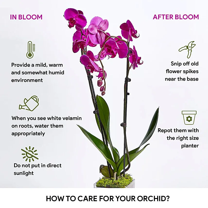 Purple Orchid Plant In Glass Vase