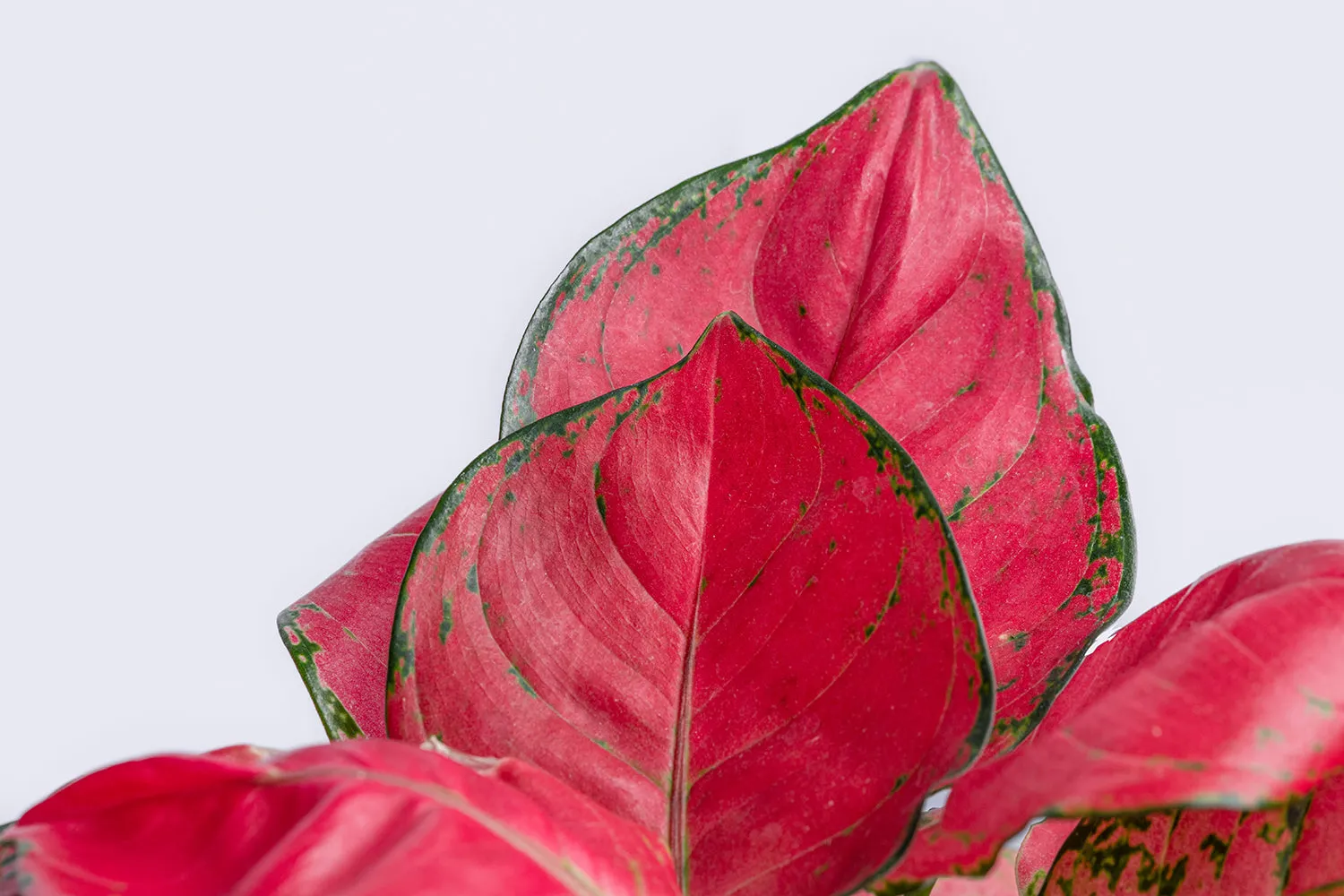 Red Aglaonema Plant