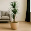 Elegant Dracaena Marginata in Matte Beige Round Pot - 100cm Tall with 3 Branches
