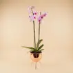 Purple Orchid in Premium Golden Pot