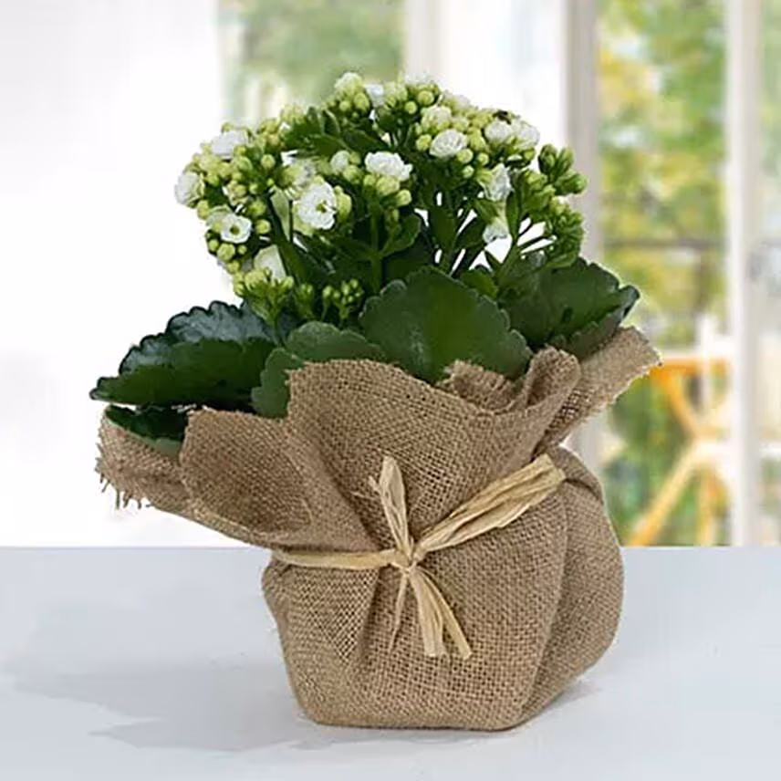 Jute Wrapped Dual Potted Plants
