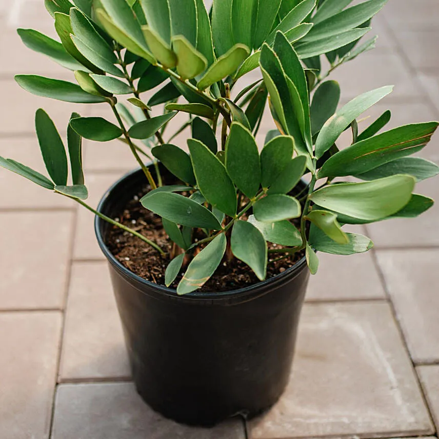 Cardboard Plant Pot