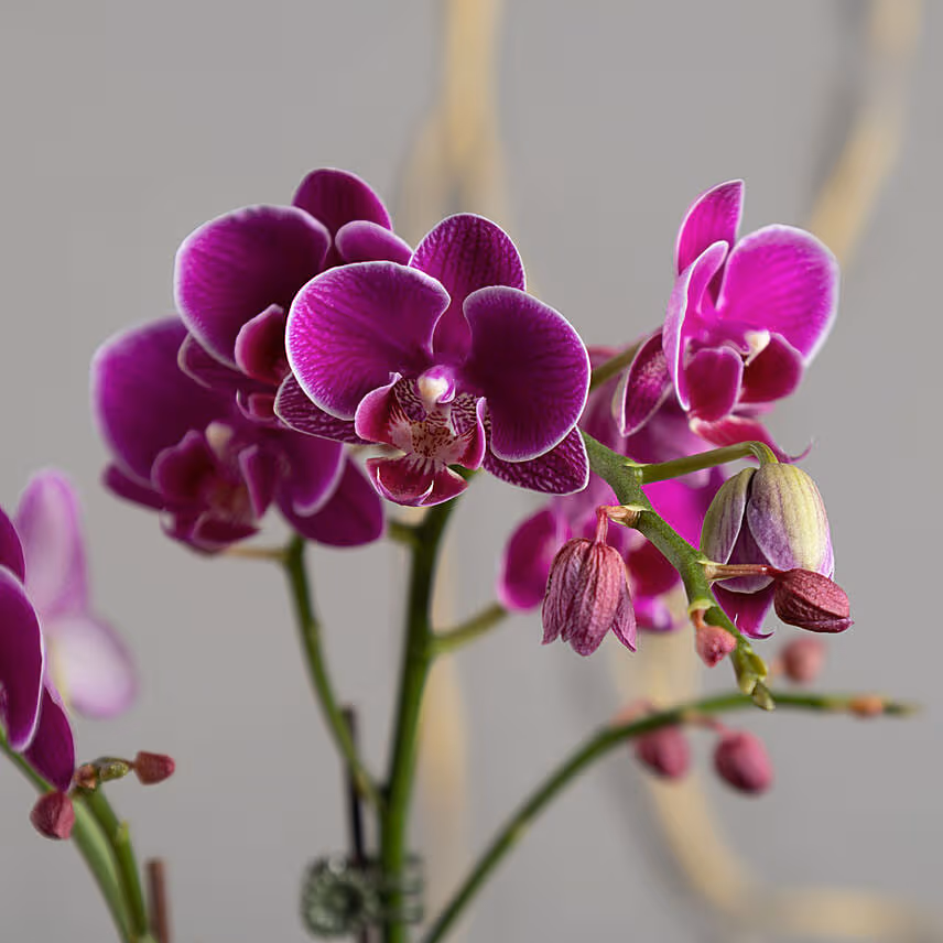 Dual Stem Orchid Plant and Chocolates