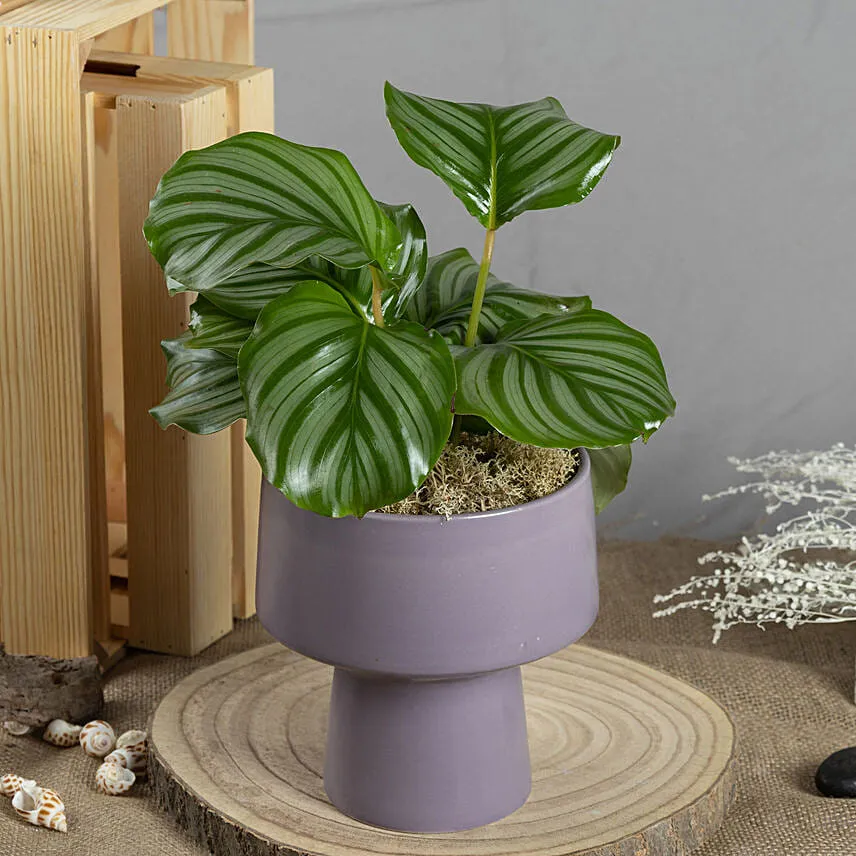 Set Bonsai and Calathia Plant