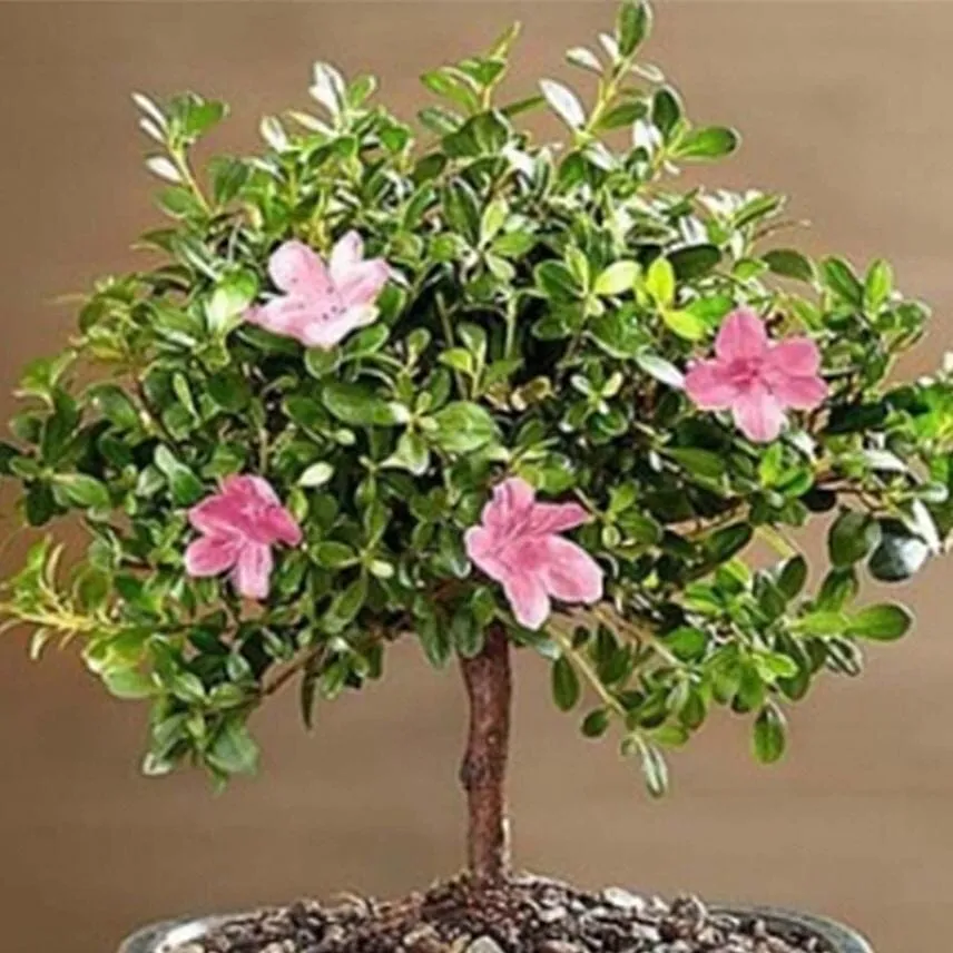 Azalea Bonsai