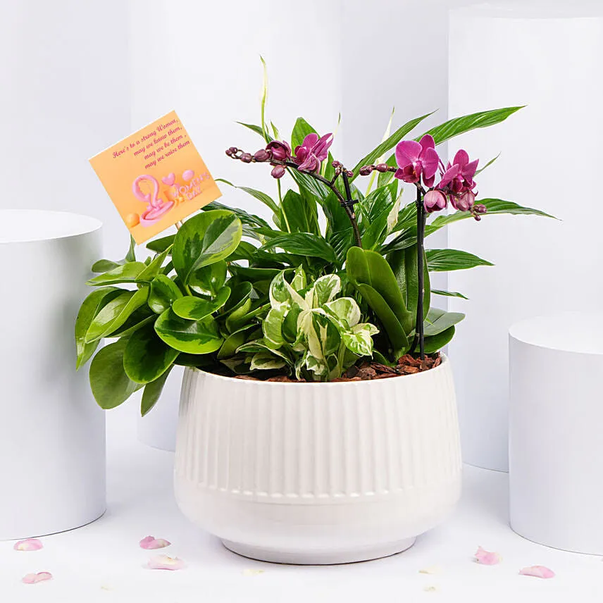 Plants Garden with Mini Orchid Plant