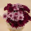 Chrysanthemums Flower Bouquet Gift Set for Her - With Chocolate Cake and Mug
