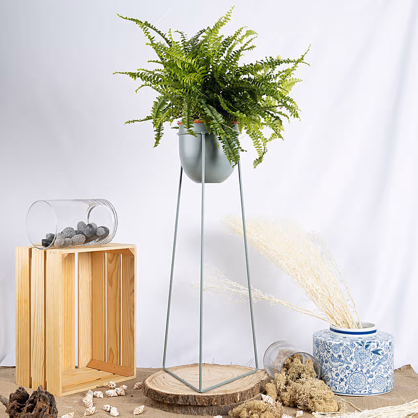 Boston Fern Plant in a Stand