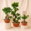 Trio of Tranquility | Set of 3 Bonsai Plants