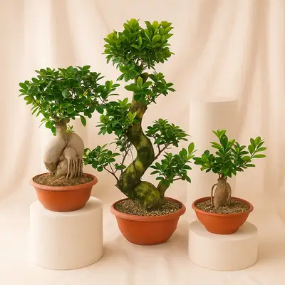 Trio of Tranquility | Set of 3 Bonsai Plants