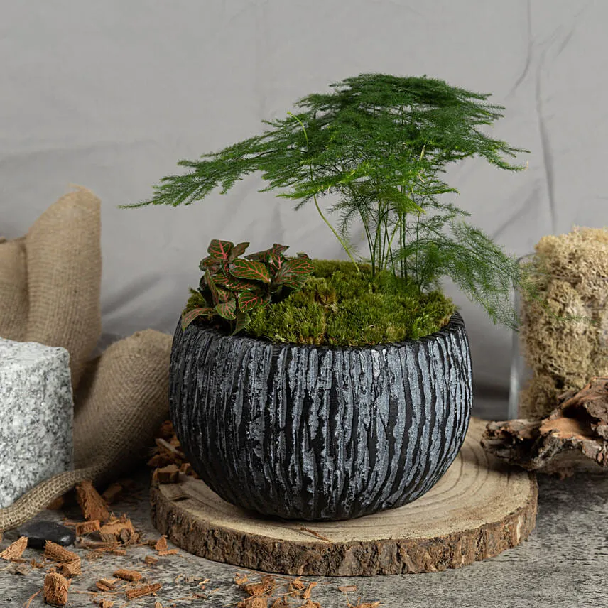 Red Fittonia and Asparagus Fern Plants