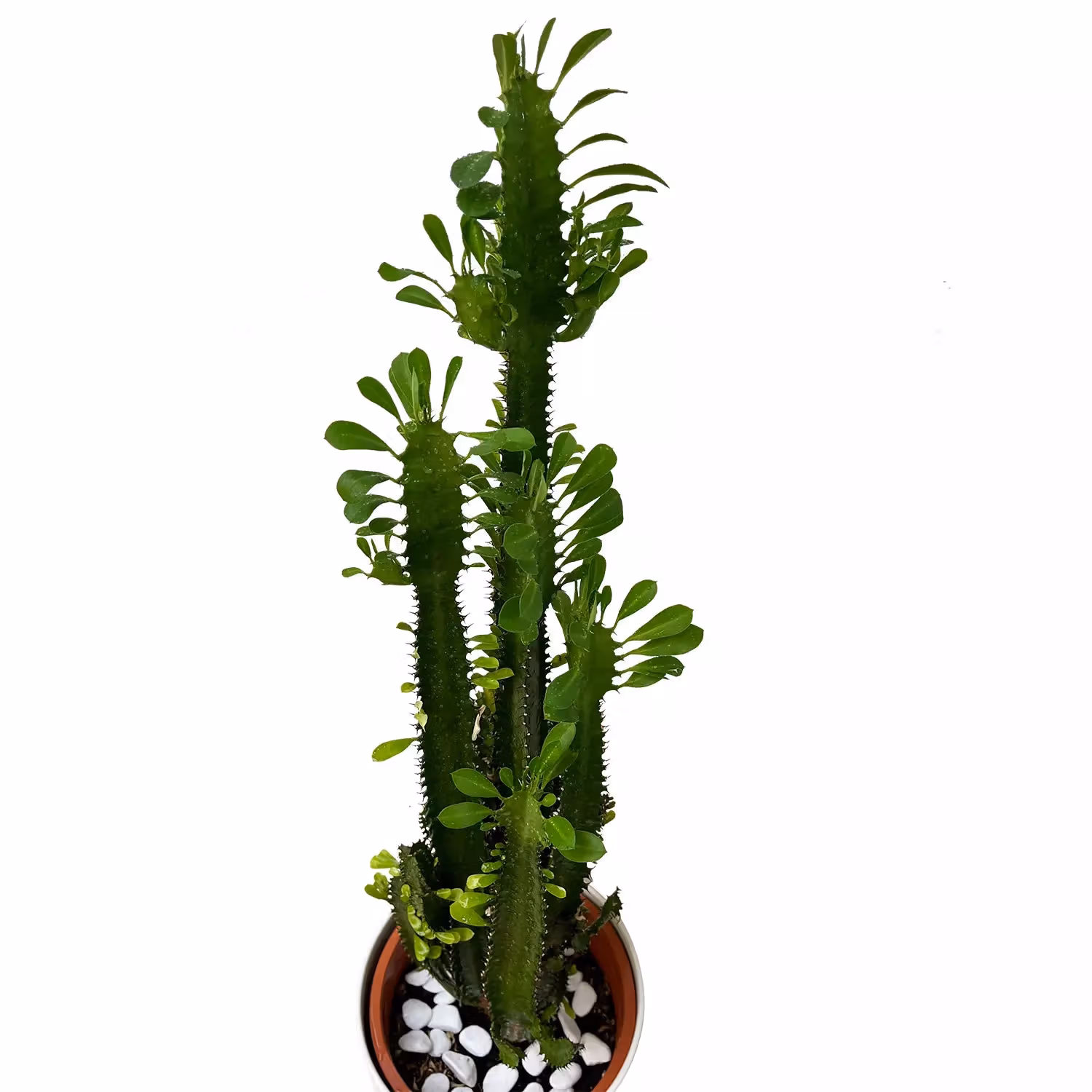 Ephorbia Plant White Pot