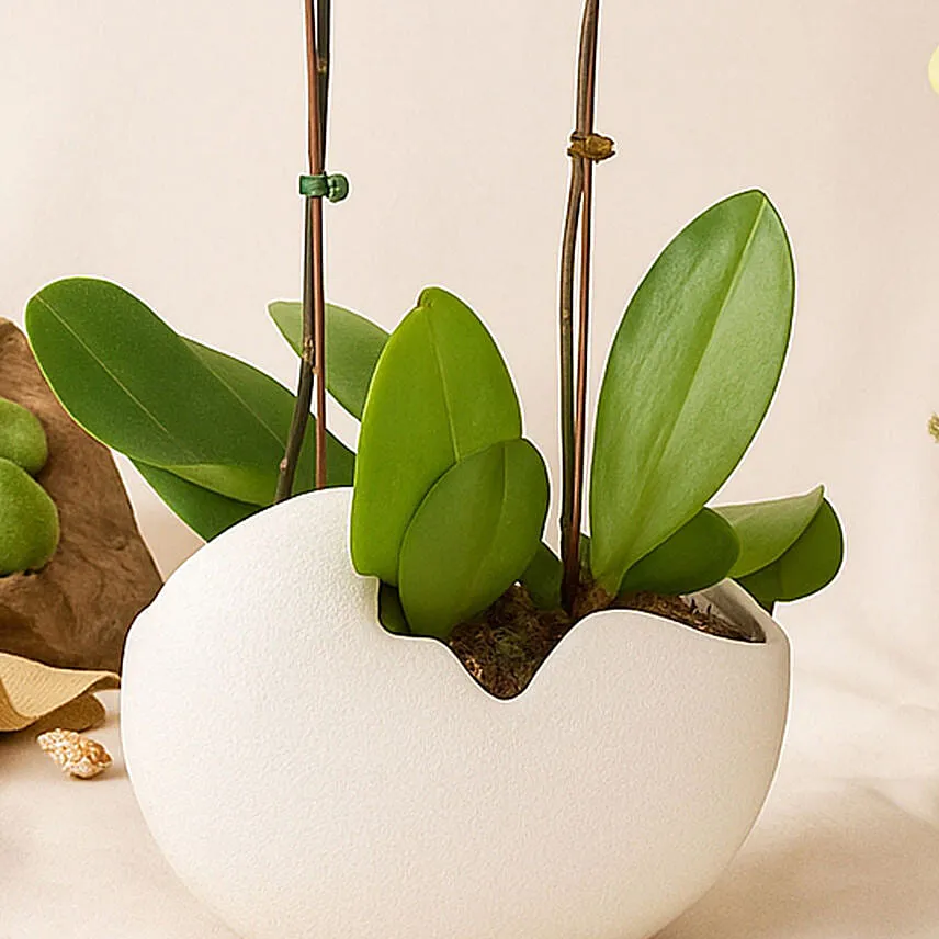 Mesmerizing Orchid Plants in Designer Base