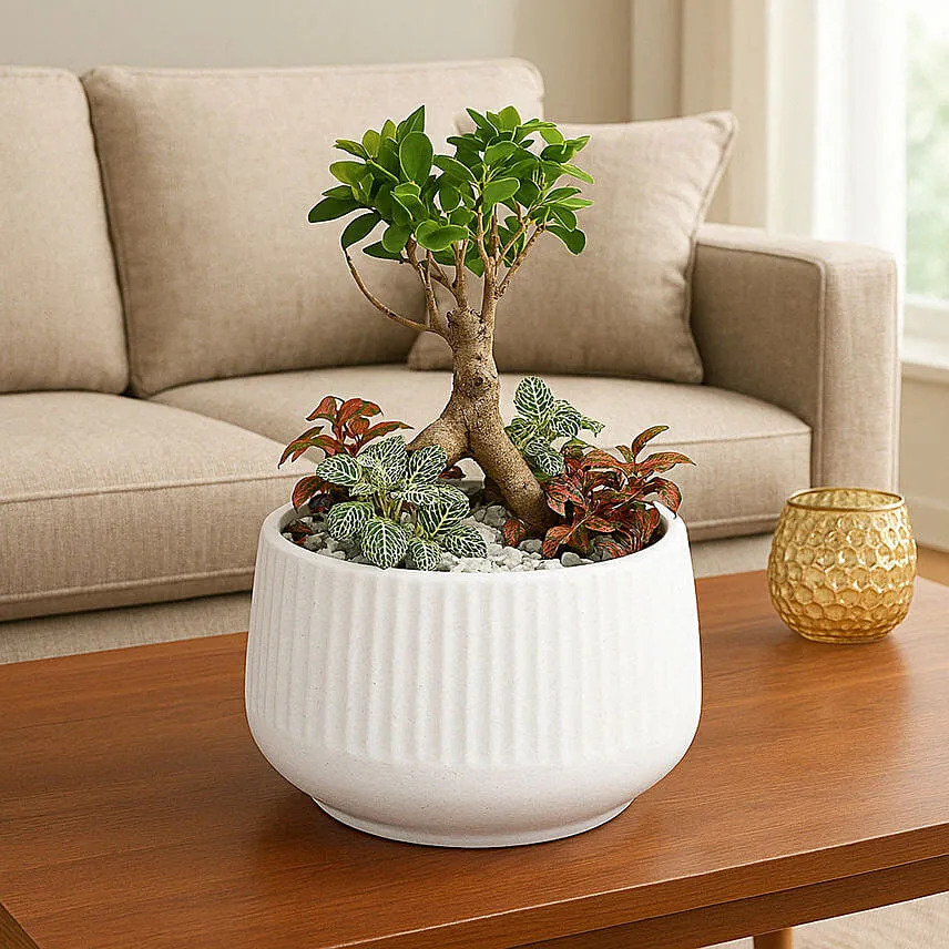 Bonsai & Fittonia Plant In Platter Planter
