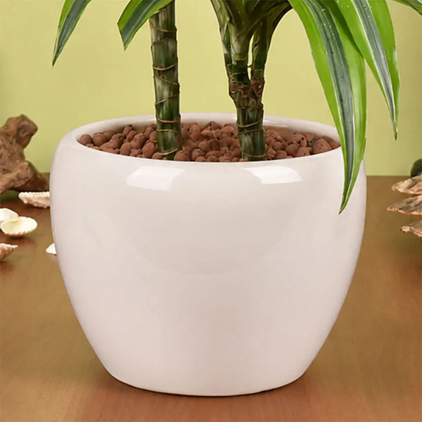 Good Luck Dracaena Fragrans Plant