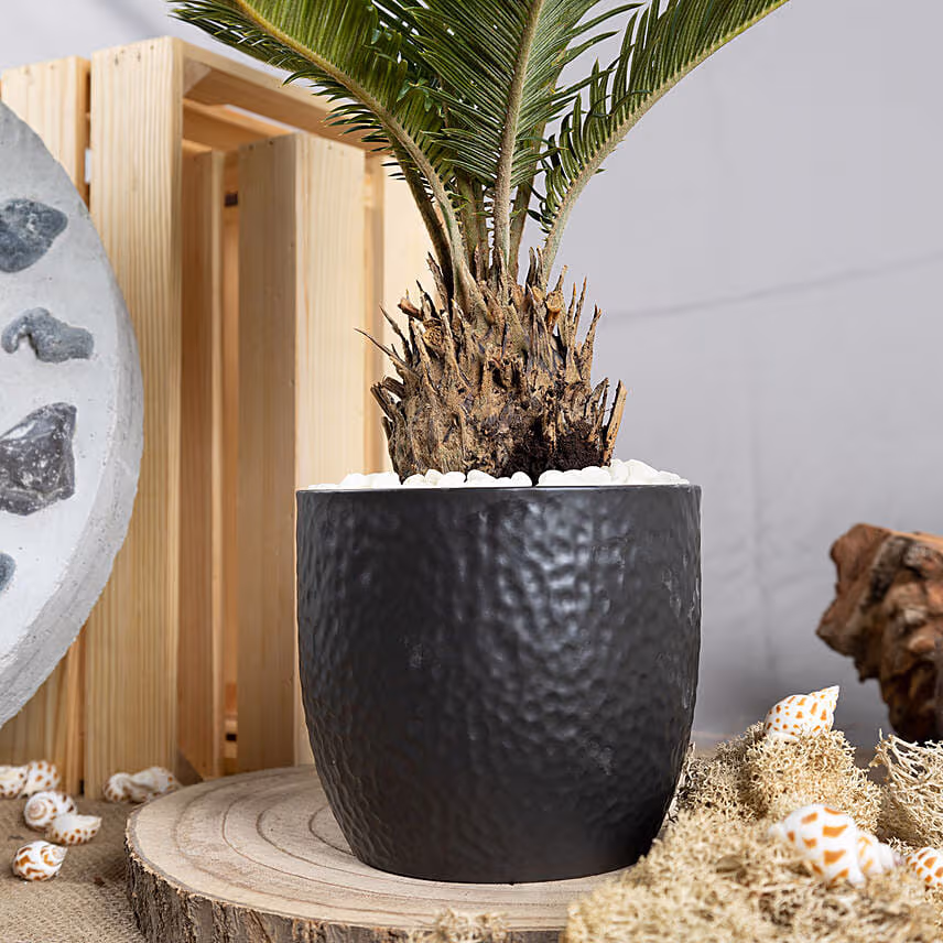 Sago Palm Plant