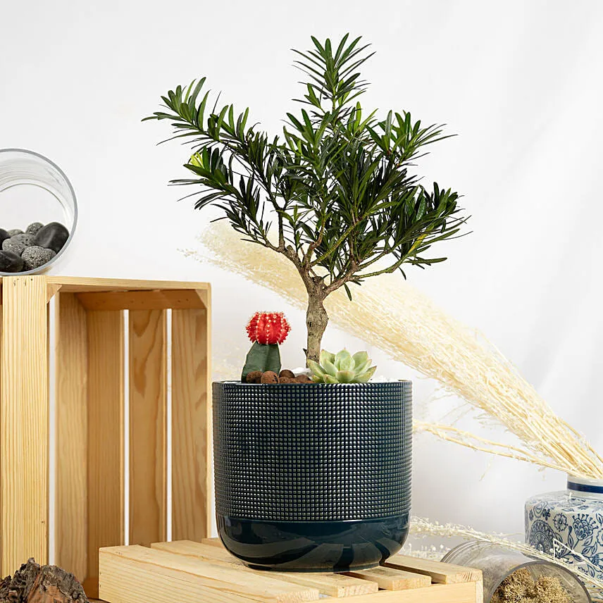 Buddhist Pine Bonsai Garden