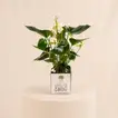 Heartfelt Gratitude: White Anthurium in Elegant Glass Vase for Dad
