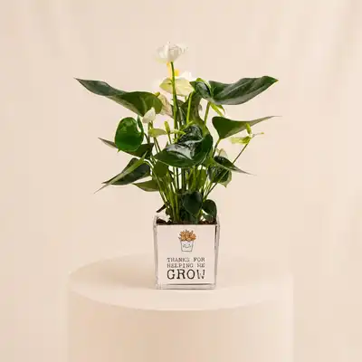 Heartfelt Gratitude: White Anthurium in Elegant Glass Vase for Dad