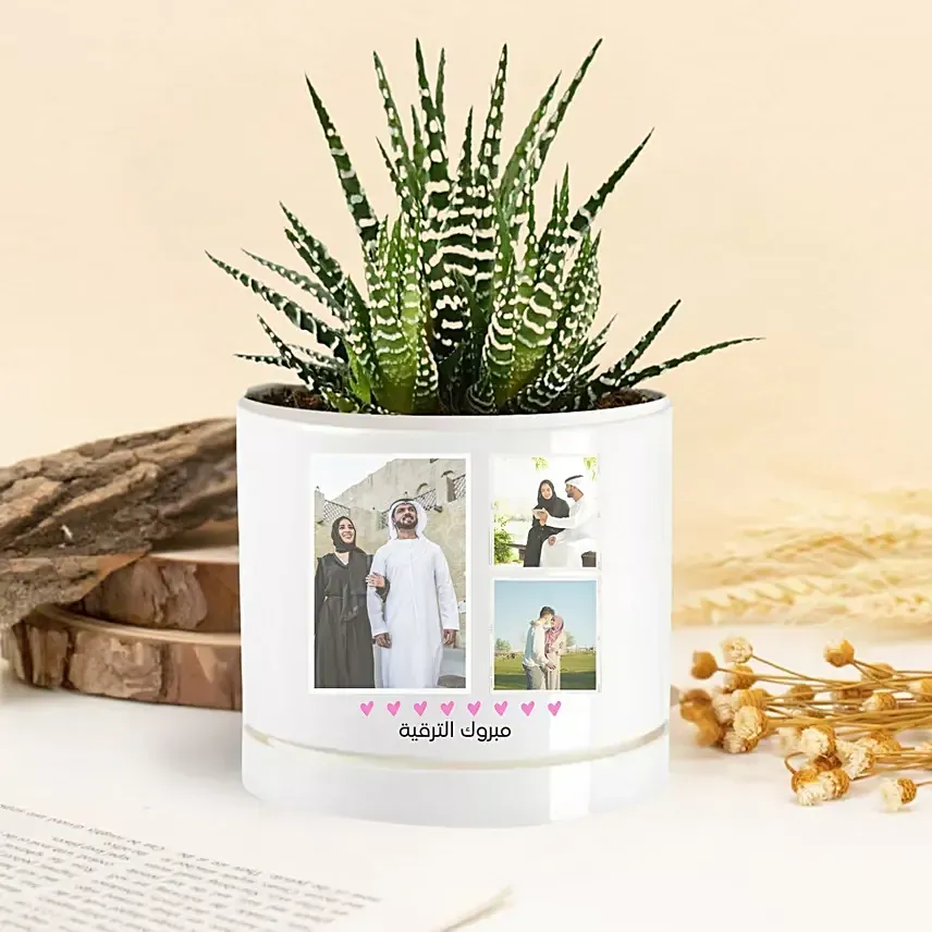 Celebrating Achievements Echeveria Plant In A Vase