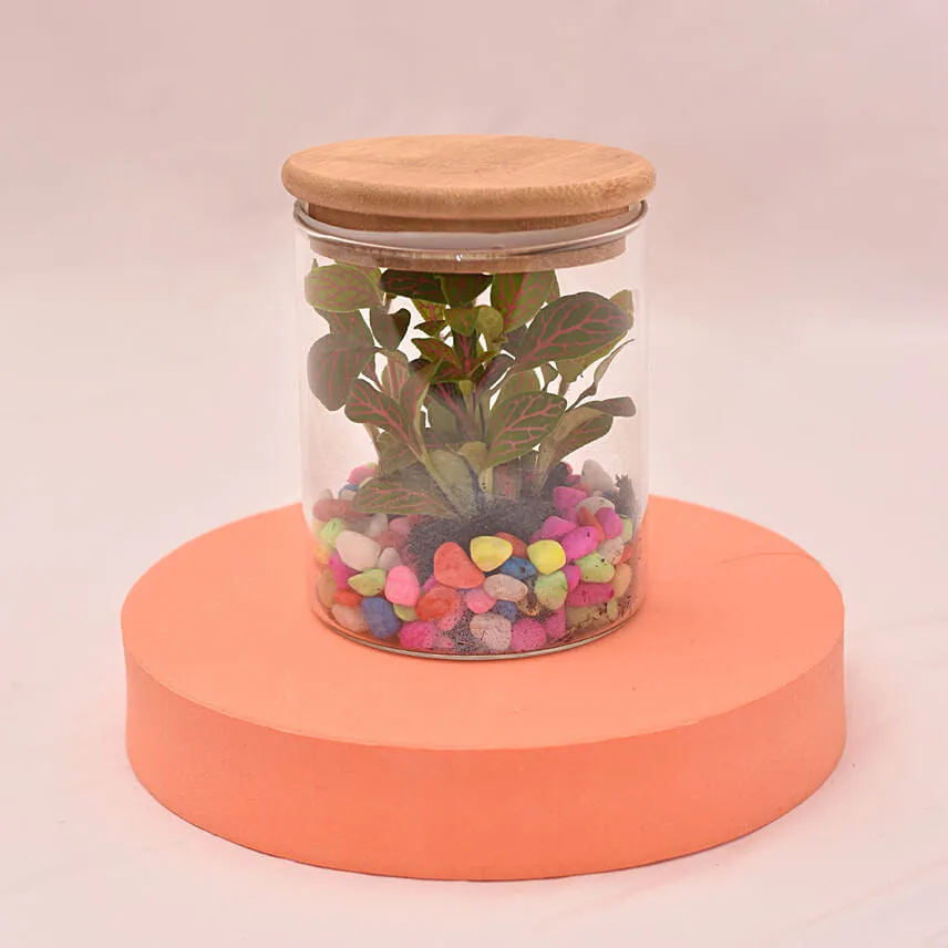 Impressive Fittonia In Glass Jar
