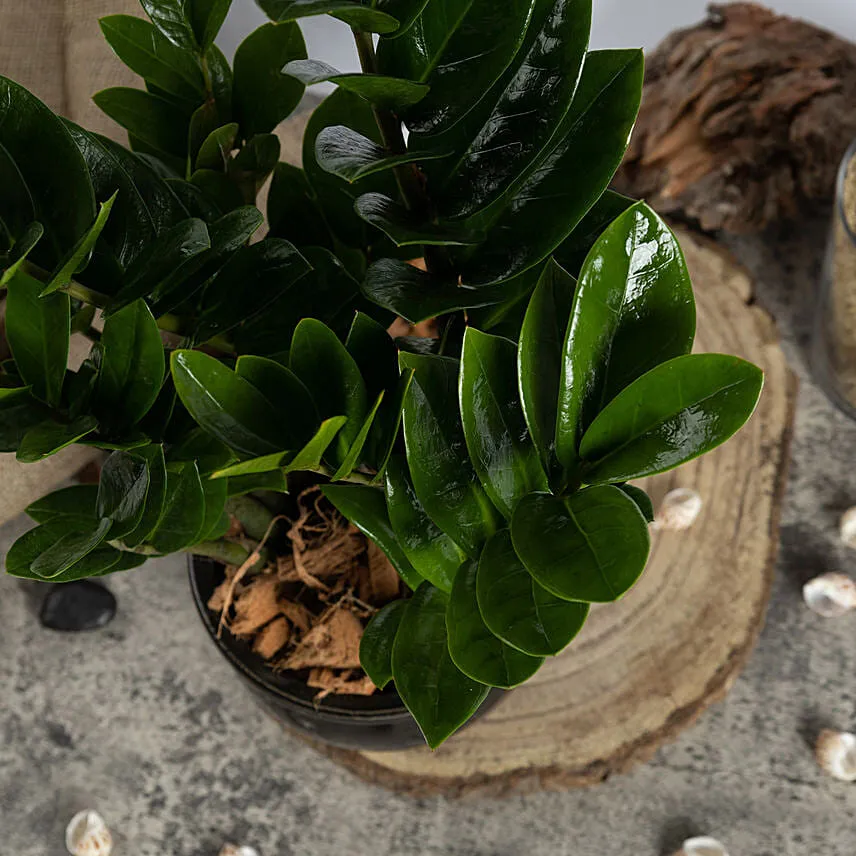 Air Purifying ZZ Plant