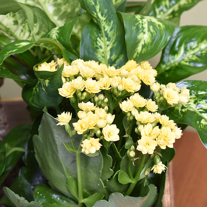 Urban Garden Plant Basket