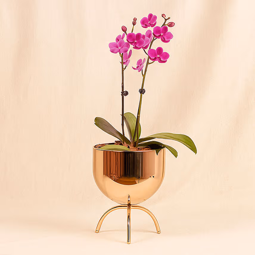 Purple Orchid plant in Premium Golden Metal Pot