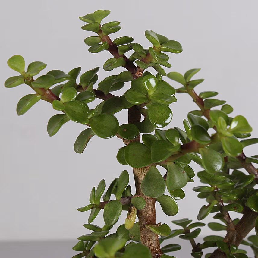 Raspberry Lychee Rose Cake With Beautiful Jade Plant