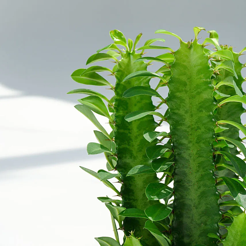 Euphorbia Trigona with Cactus and Haworthia