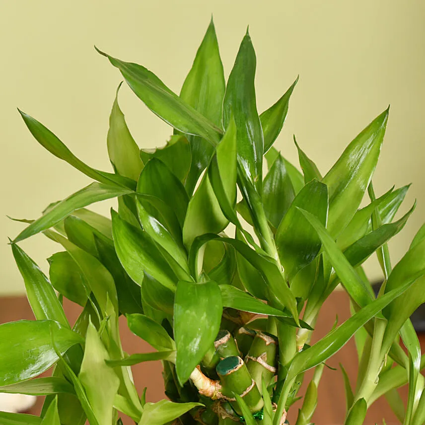 Triangle Lucky Bamboo