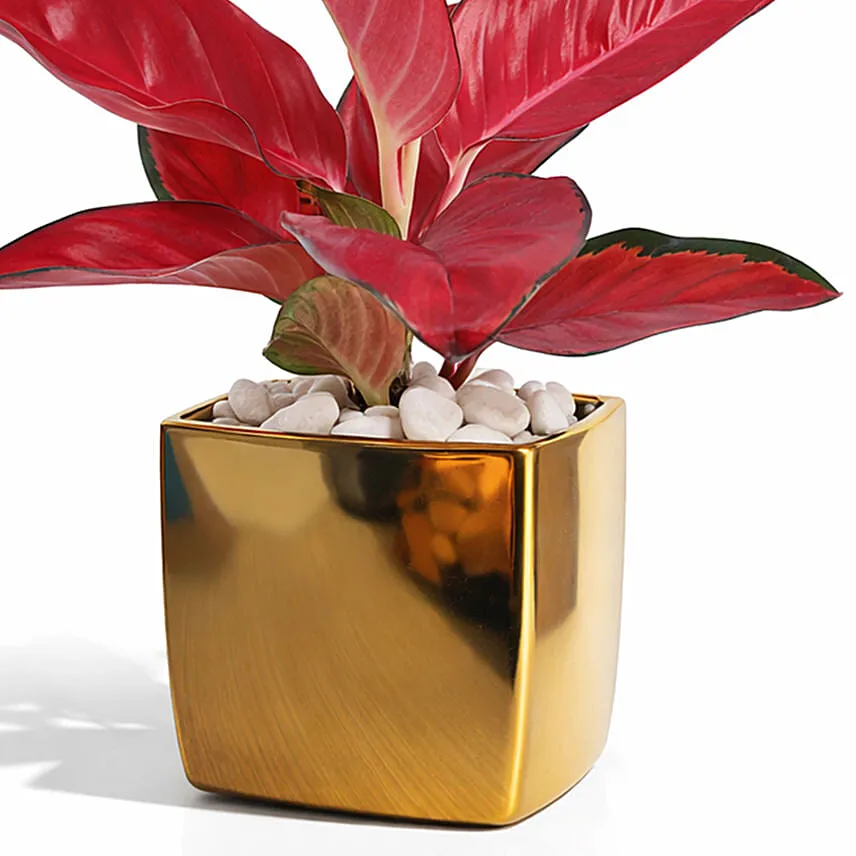 Aglonema Maria in Pink Planter