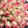 35 Dual Shade Pink Roses Bouquet